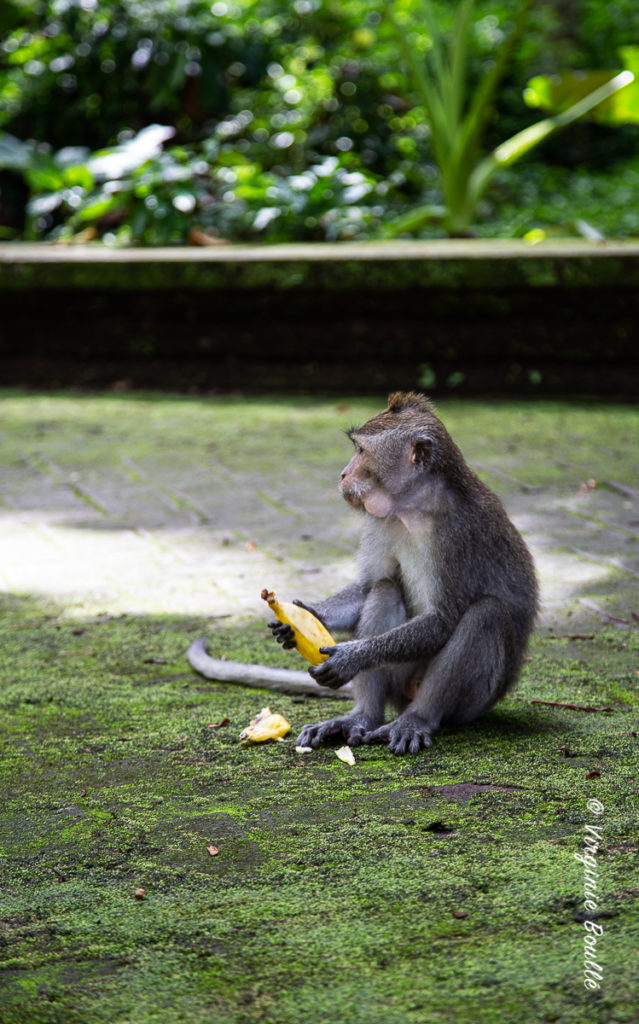 Monkey Forest de Sangeh, Bali ©Virginie Boullé