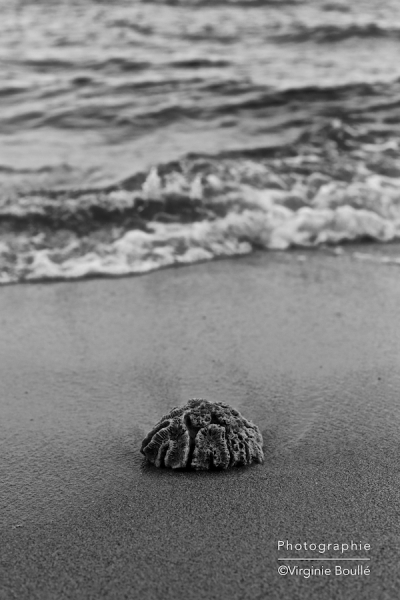 Corail Plage de Lamai Koh Samui, Thaïlande ©Virginie Boullé