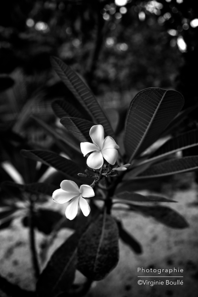 Koh Samui, Thaïlande ©Virginie Boullé