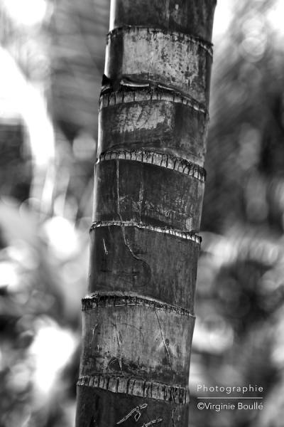 Koh Samui, Thaïlande ©Virginie Boullé