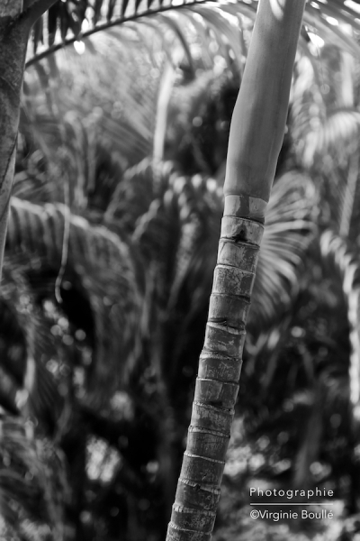Koh Samui, Thaïlande ©Virginie Boullé