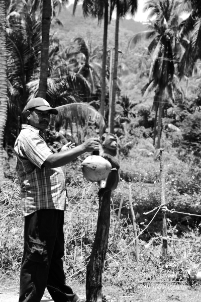 Culture des cocotier, Koh Samui, Thaïlande ©Virginie Boullé