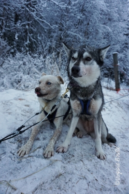 Laponie, Finlande ©Virginie Boullé