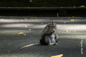 Monkey Forest de Sangeh, Bali ©Virginie Boullé