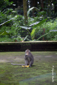 Monkey Forest de Sangeh, Bali ©Virginie Boullé