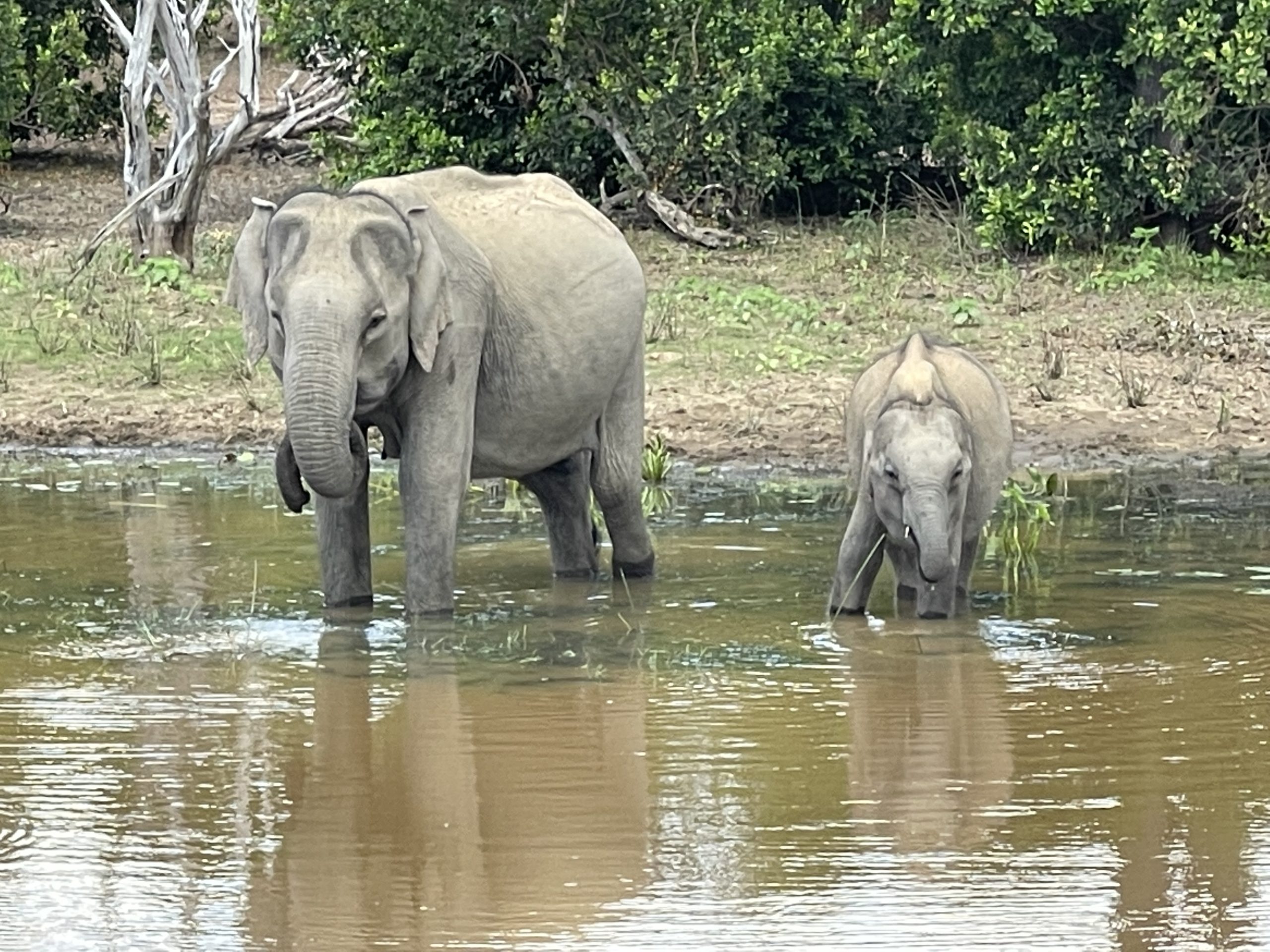 Sri Lanka. Yala . Safari . Jour 6