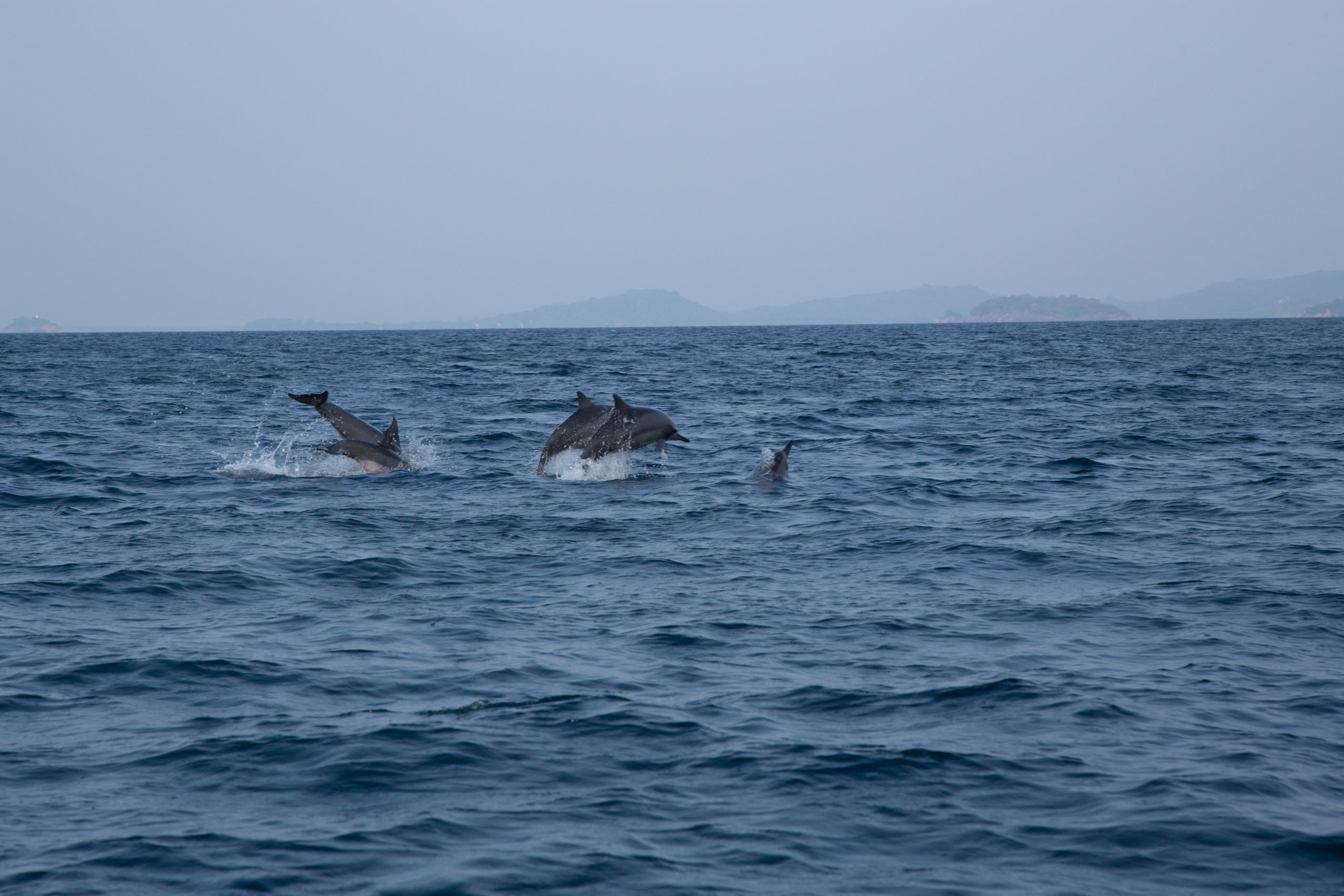 Sri Lanka . Tricomalee . Dolphins . Jour 15