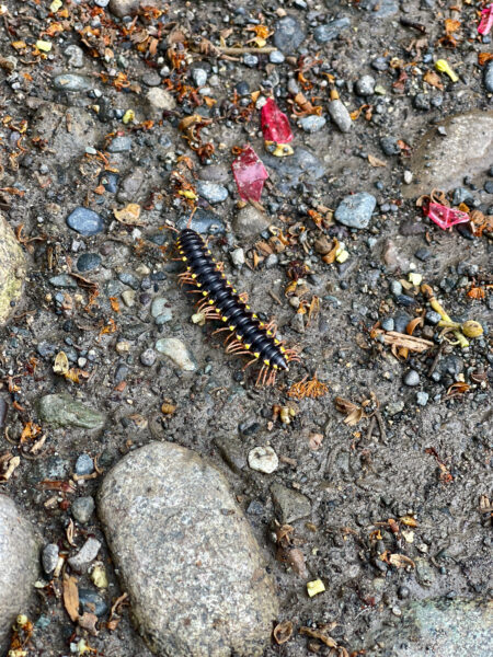 Depuis notre Hotel El Terraza à Puerto Viejo de Tamalcan vers le centre de Puerto Viejo de Tamalcan pour récupérer le Quad
